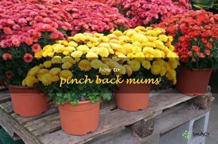 What does it mean to pinch back mums?