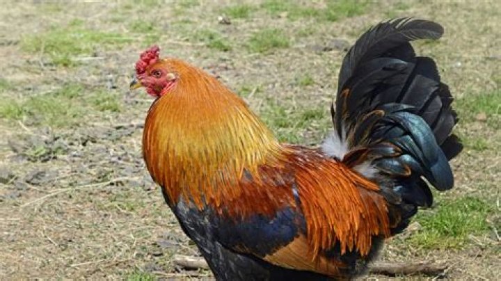 What does it mean when a rooster comes to your house?