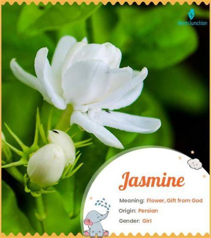 What does Jasmine mean in Hebrew?