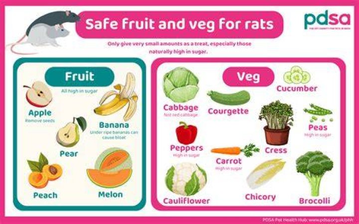 What good are rats?
