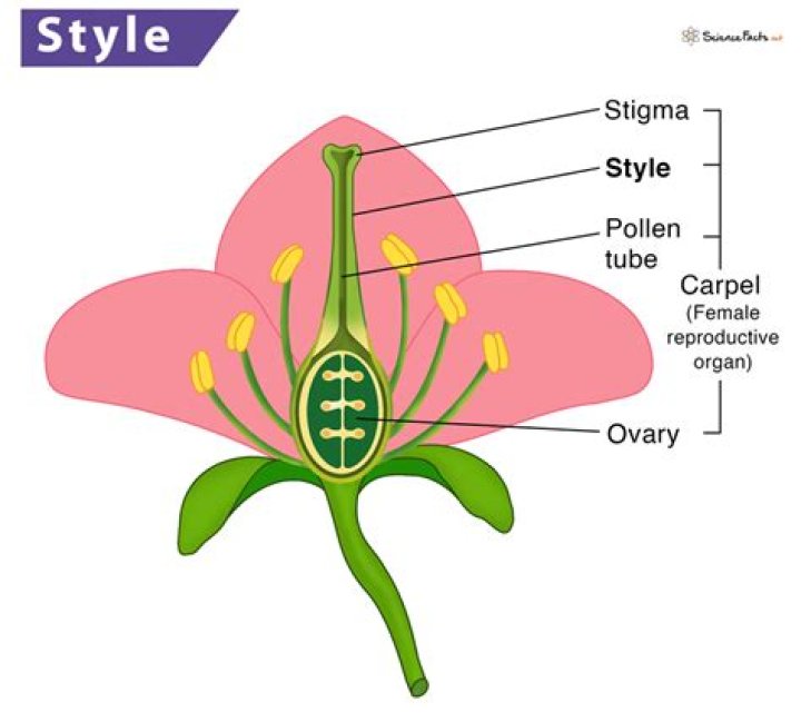 What is a style flower?