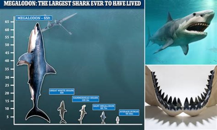 What is the biggest megalodon ever found?