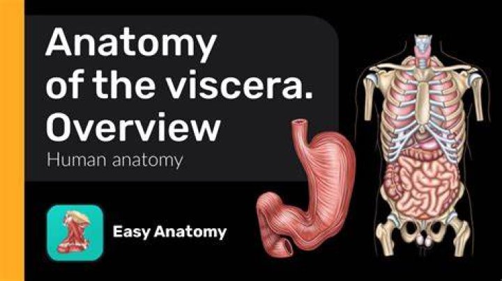 What is the meaning of viscerally?