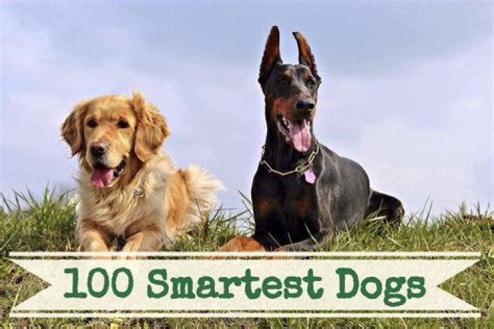 What is the smartest and easiest dog to train?