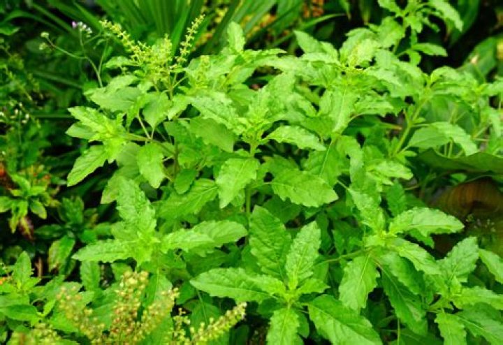 What is the story of Tulasi?