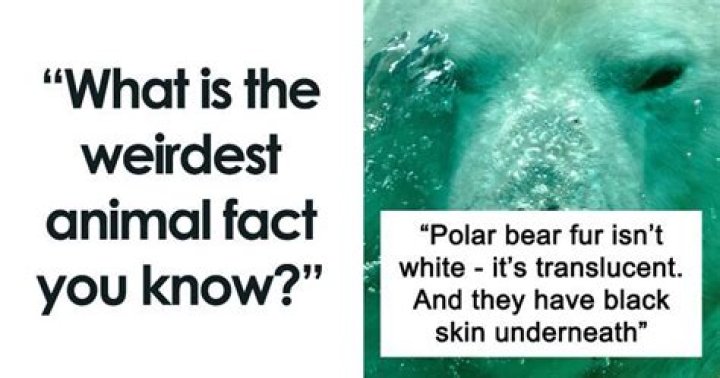 What is the weirdest animal fact?
