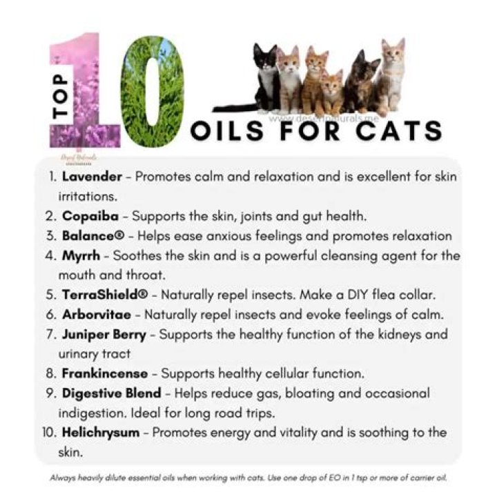 What oils are good for cats?
