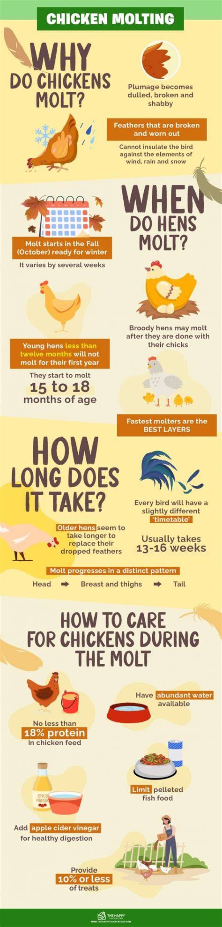 What time of year do chickens molt?