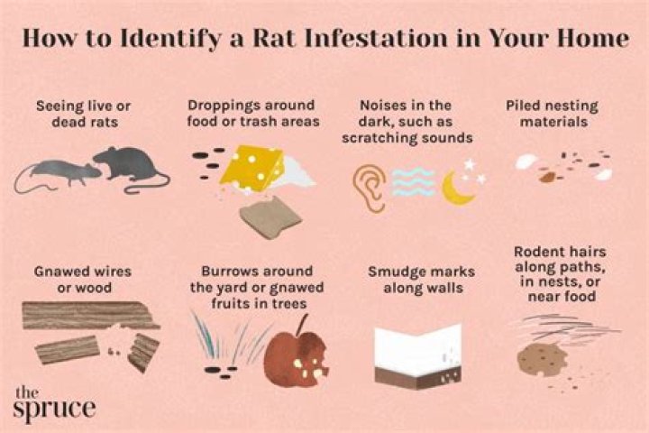 What to do if you have a rat in your kitchen?