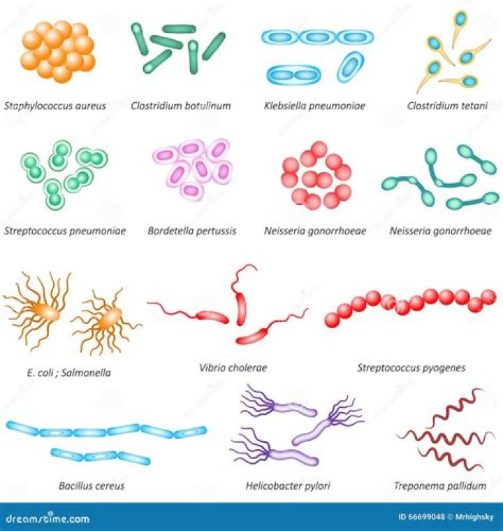 Where are bacteria most commonly found?