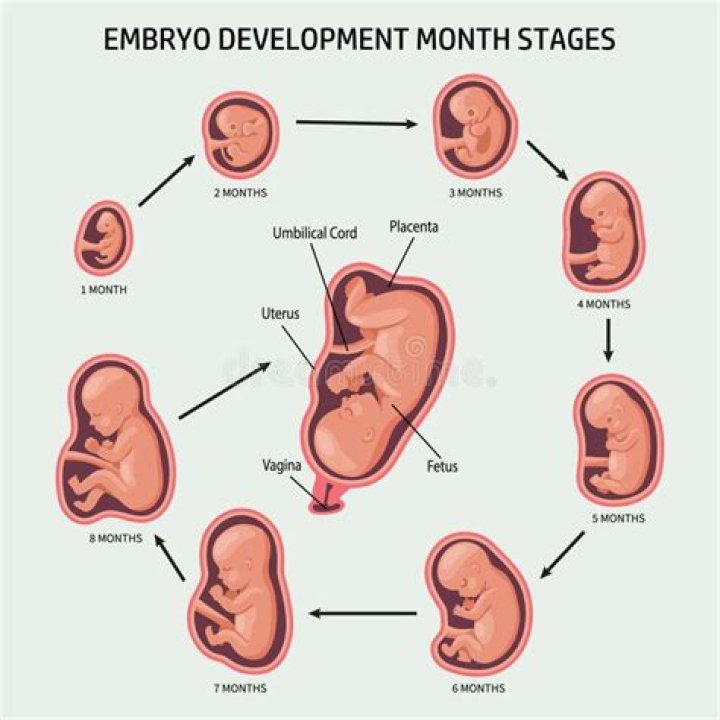 Where do babies pee go in the womb?