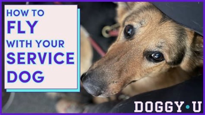 Where do dogs pee in an airport?