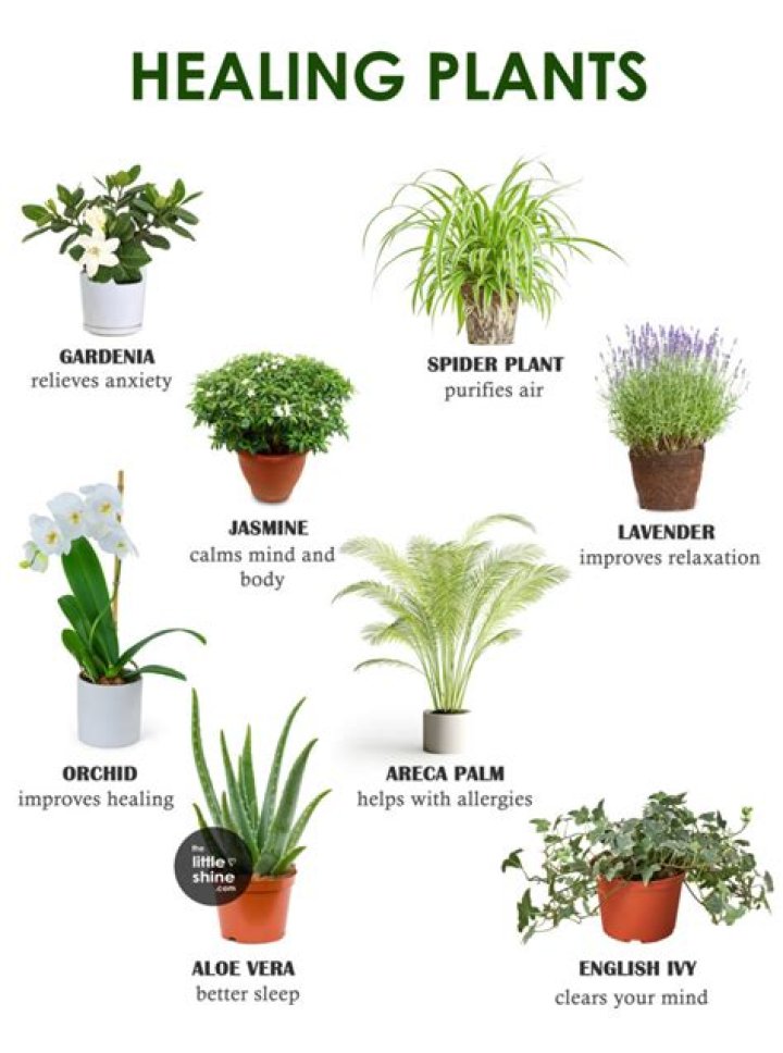 Which plant is good for peace of mind?