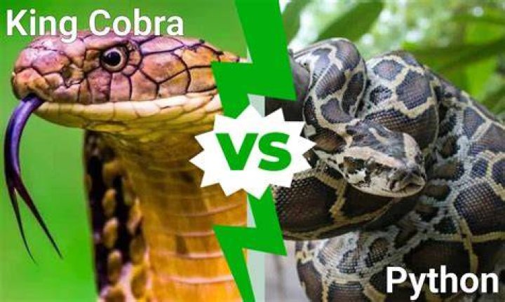 Who would win King Cobra vs Python?