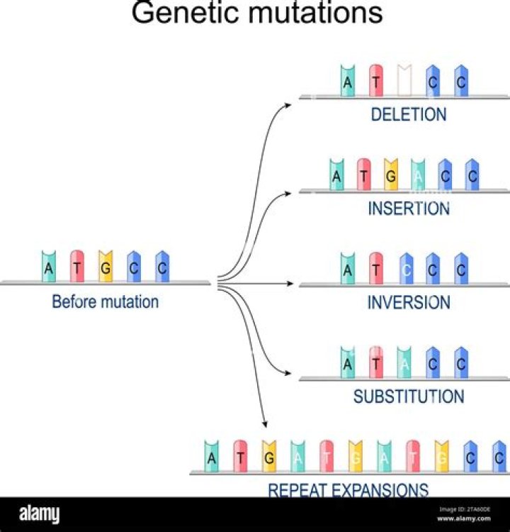 Why are insertion and deletion mutations so harmful?