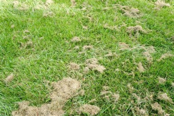Why are there clumps of grass after mowing?