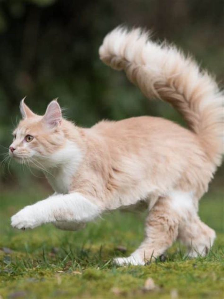 Why do cats run at 3 am?