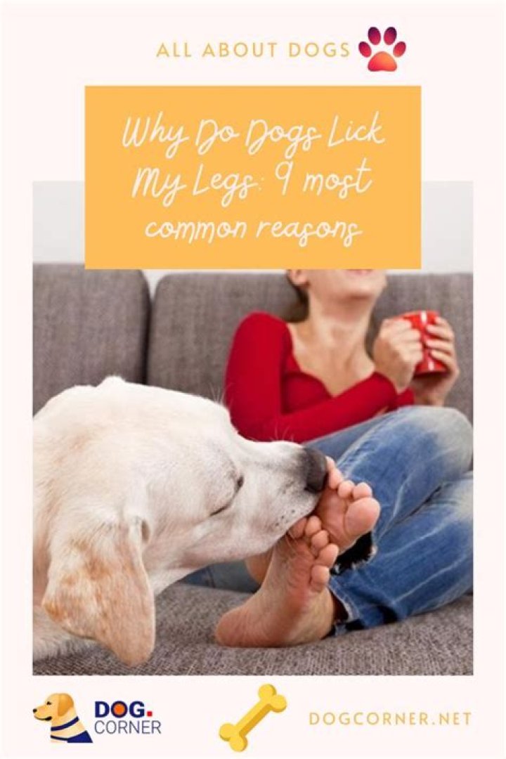 Why do dogs flick their back legs?