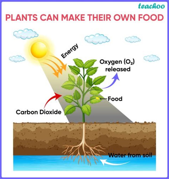 Why do plants eat?