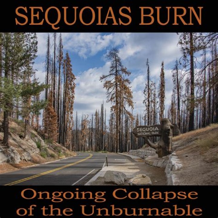 Why do sequoias not burn?
