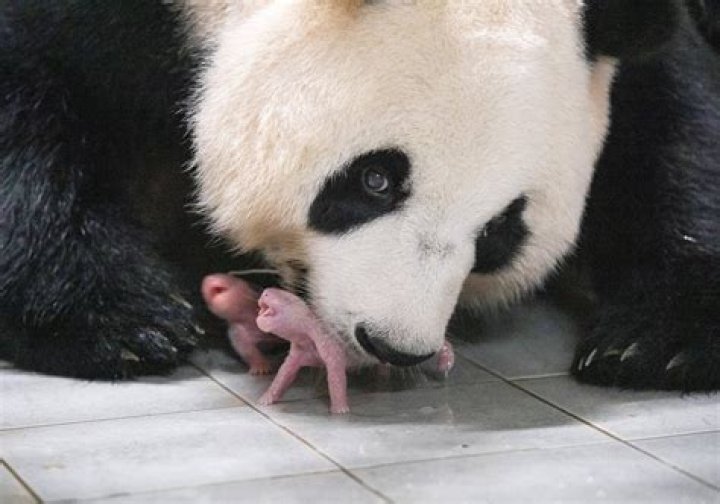 Why is a panda called a cat?