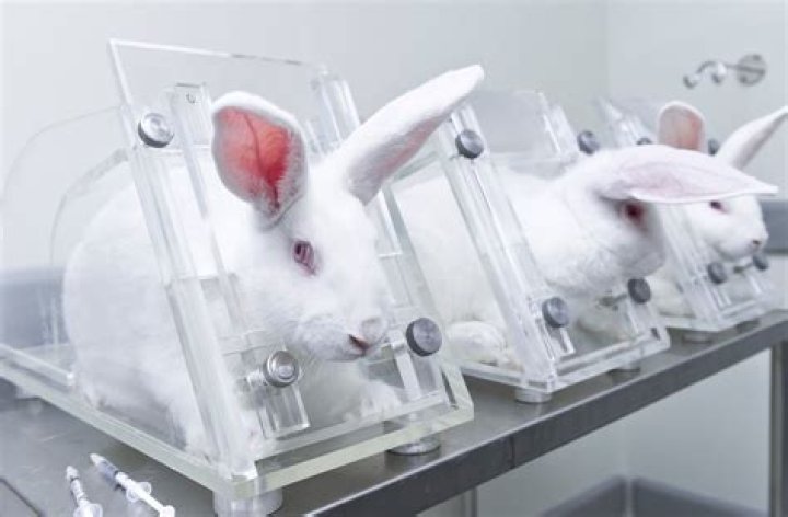Why is animal testing wrong?