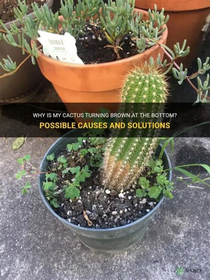 Why is my cactus skinny at the bottom?