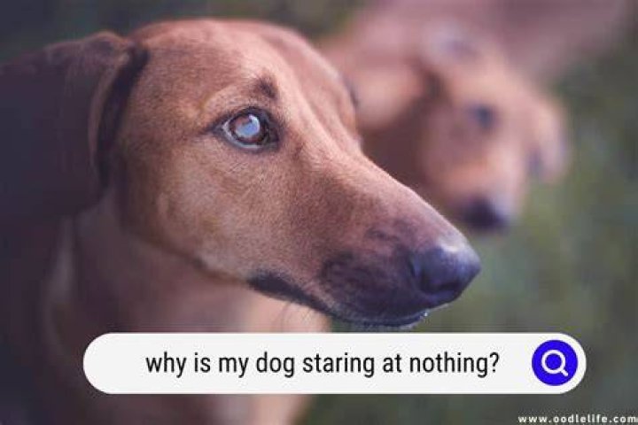 Why is my dog looking at me sad?