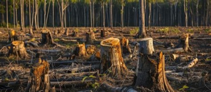 Why should we not cut down trees in the forest?