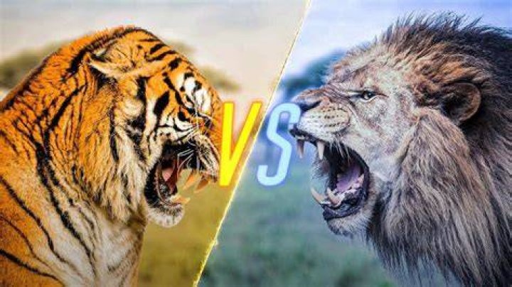 Will a Tiger beat a lion?