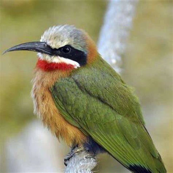 Will robins eat wasps?