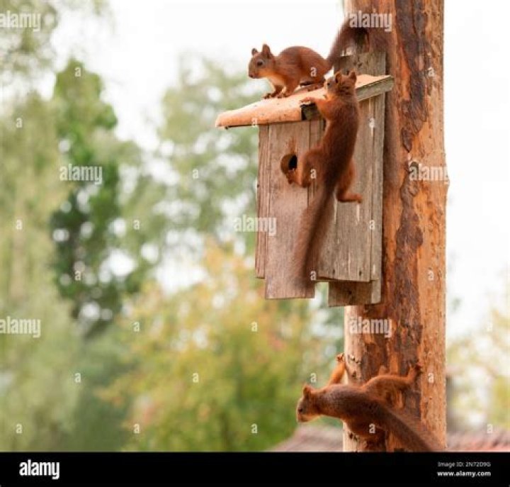 Will squirrels use a birdhouse?